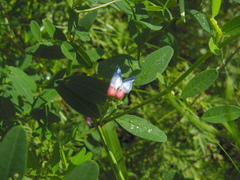 Vicia amurensis