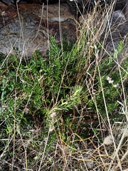 Gonocarpus elatus