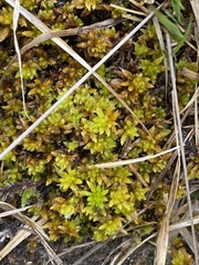 Sphagnum inundatum