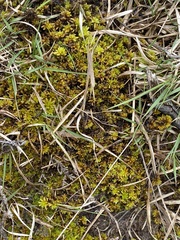 Sphagnum inundatum