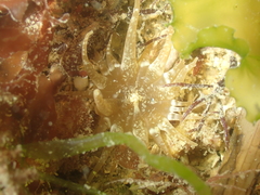 Anthopleura ballii