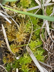 Subsecunda