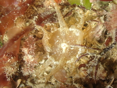 Anthopleura ballii