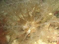 Neopentadactyla mixta
