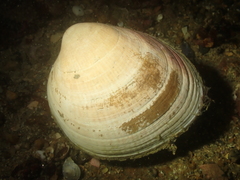 Laevicardium crassum