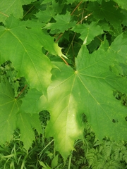 Acer platanoides