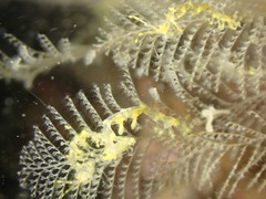 Pseudoprotella phasma