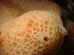 Phorbas fictitius