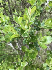 Salix cinerea
