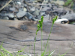 Carex breviculmis breviculmis
