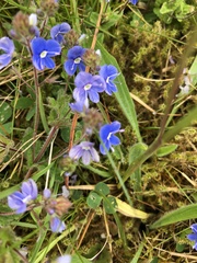 Veronica chamaedrys