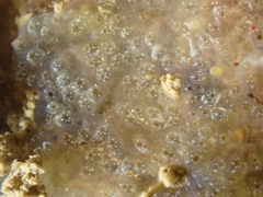 Aplidium glabrum