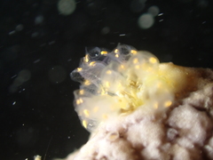 Pycnoclavella aurilucens