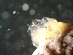 Pycnoclavella aurilucens