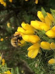 Bombus pascuorum