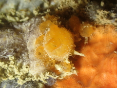 Stolonica socialis