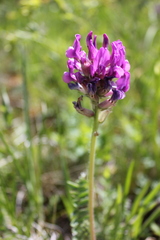 Oxytropis alpina