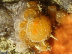 Stolonica socialis