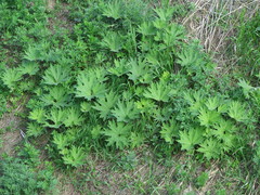 Petasites tatewakianus