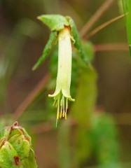 Correa reflexa lobata