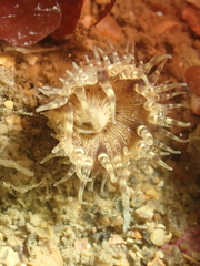 Hormathia coronata