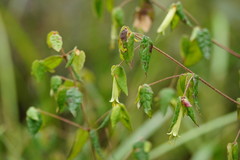 Correa reflexa lobata