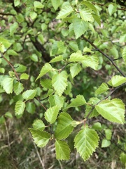 Betula pubescens