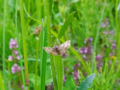Emmiltis pygmaearia