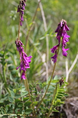Hedysarum austrosibiricum