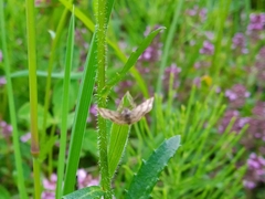 Emmiltis pygmaearia