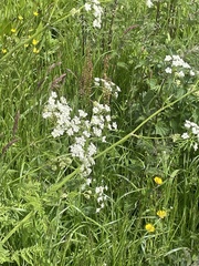 Anthriscus sylvestris
