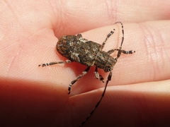 Mesosa nebulosa