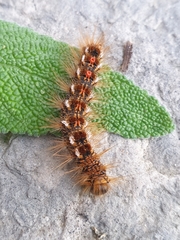 Euproctis chrysorrhoea