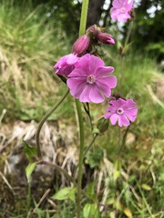 Silene dioica