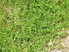 Trifolium subterraneum