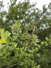 Salix cinerea