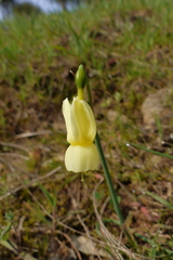 Narcissus triandrus pallidulus