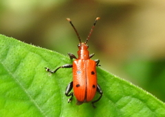Lema quadripunctata