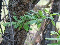 Rhamnus davurica