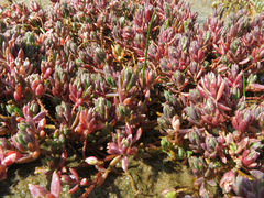 Suaeda novae-zelandiae