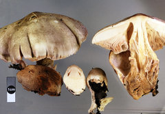 Volvariella volvacea