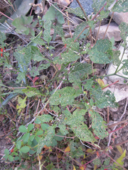 Solanum pseudoamericanum