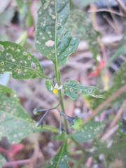 Solanum pseudoamericanum
