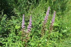 Astilbe chinensis