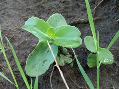 Hylotelephium caucasicum