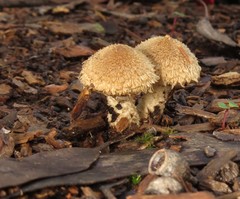 Lacrymaria asperospora