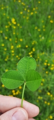 Trifolium incarnatum