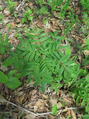 Dictamnus dasycarpus