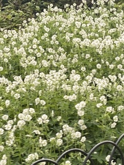 Astrantia major