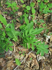 Saussurea maximowiczii